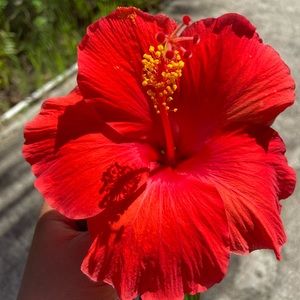 Meet your Posher, Zirla